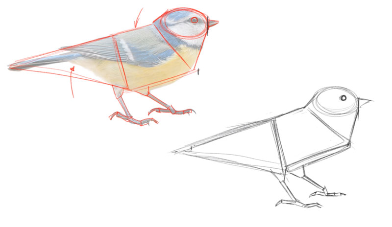 drawing-basic-shapes-of-a-bird.jpg